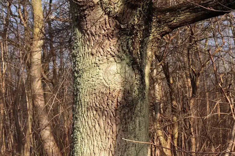 Přerostlá rána po řezu na kmeni ovocného stromu